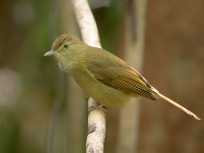 olive bulbul